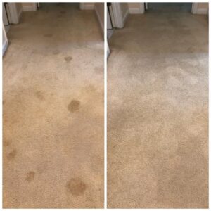 CARPET CLEANING gilbert