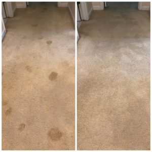 CARPET CLEANING Scottsdale