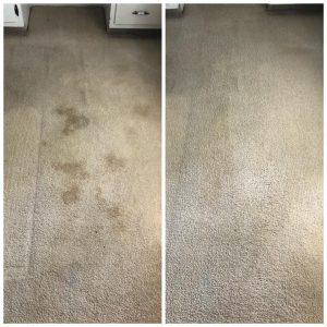 Carpet Cleaner Scottsdale